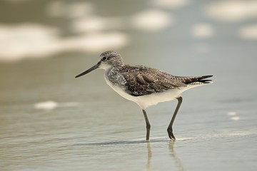 Common Greenshank in the water