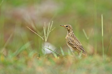 African Grassland Pipit on the grass