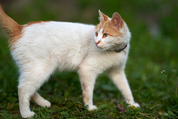 Cute cat in the grass