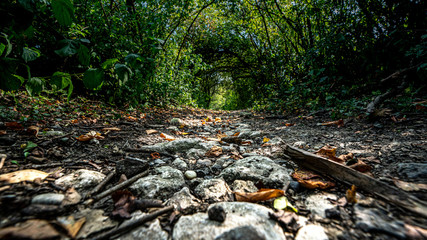 Steinpfad in den Wald