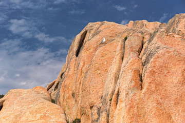 A seagull on the spectacular pink granite rock formations of the island of Maddalena in Sardinia, Italy.