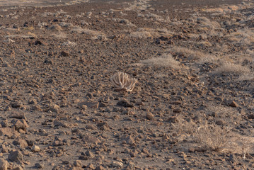 Morro Jable town on the island of Fuerteventura in the Canaries