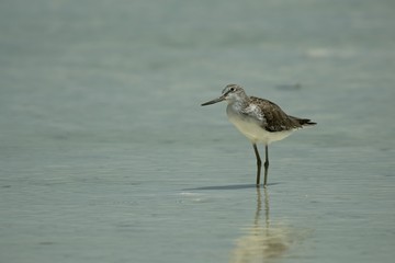Common Greenshank in the water