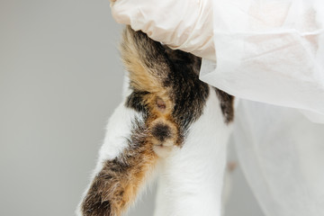 Cat examined by a veterinarian
