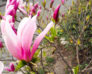Fototapeta premium Pink magnolia tree with flowers in a park sunny day in Europe