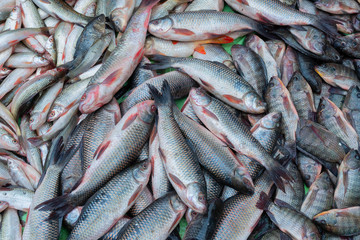 Obraz premium Various fishes displayed for sale at Territy Bazar, Kolkata, West Bengal, India..