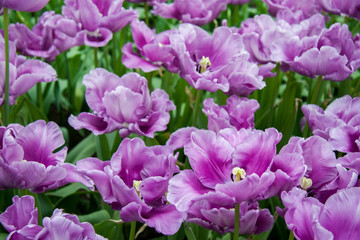 Obraz na płótnie Canvas Light purple tulips on a Sunny summer day
