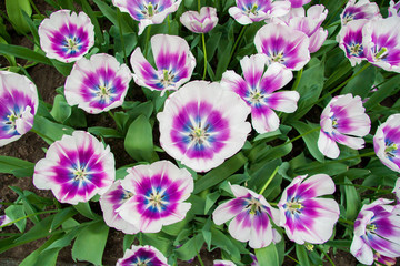 Fototapeta na wymiar Colorful tulips on a Sunny spring day