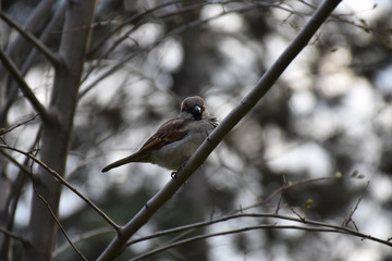 A sparrow stands on a bare branch without leaves. Eyes and beak close up