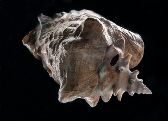 Chiaroscuro still life, abstract top view of a mollusk or seashell, low key light art photography