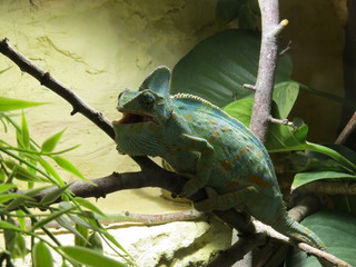 chameleon