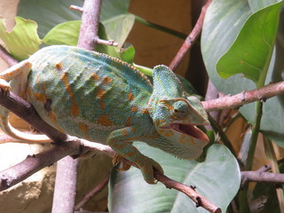 chameleon