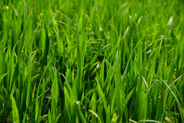 Young green wheat detail