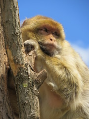 barbary macaque