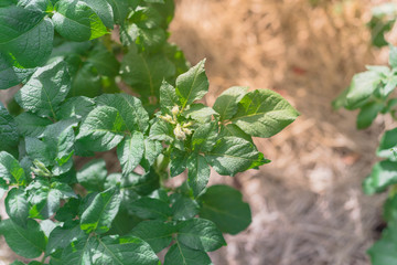 Top view close up potatoes buds abort before opening on plants with blurry hay as mulch background