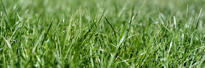 Background banner with fresh summer green grass.