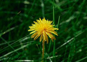 Beautiful yellow Dandelion (Taraxacum) flower growing amongst lush green grass.