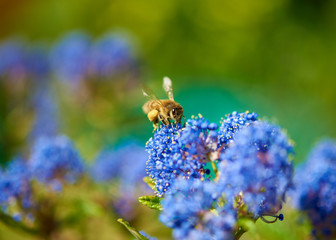 A honey bee feeding at a vivid blue Ceanothus flower.