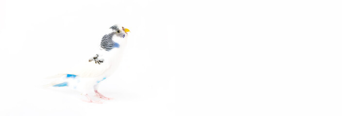 Budgie on a white background.Banner for your store or veterinary clinic.Food, care and health of Pets, birds