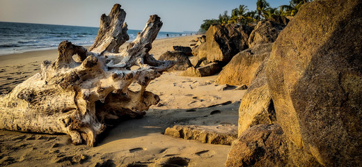 Fototapeta premium floating wood in kerala beach
