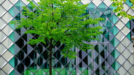 grüner baum im glas