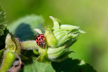 Coccinella