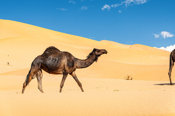 Group of dromedaries in the Omani Rub al-Chali Desert
