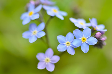 Obraz na płótnie Canvas Small blue flowers