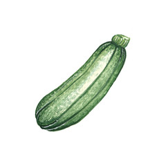 Watercolor illustration of zucchini on a white background