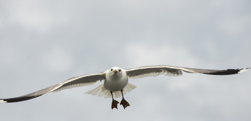 seagull&acute;s coming