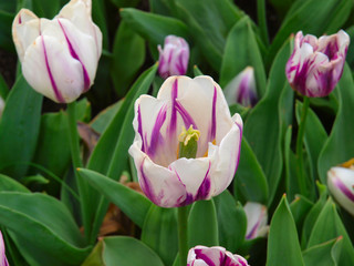 Fototapeta premium White tulips with green background