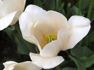 White tulips with green background