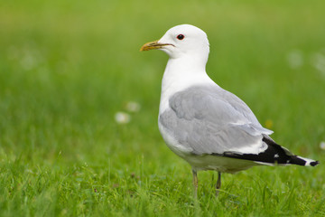 seagull on the gras