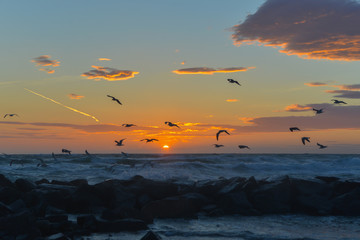 seagulls in the sunset