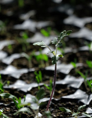 seedlings of tomato plants ready to be planted in the garden,