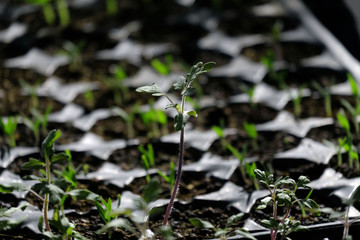 seedlings of tomato plants ready to be planted in the garden,
