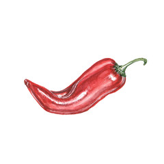 Watercolor illustration of red pepper on a white background