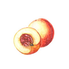 Watercolor illustration of a nectarine on a white background
