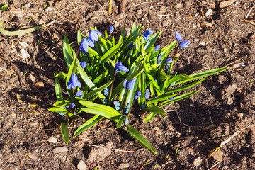 The first spring blue flowers of Scilla siberica scilla. Step-by-step observation of flower growth. Step 3. Botany. Selective focus. Blue beautiful delicate flowers Siberian needles.