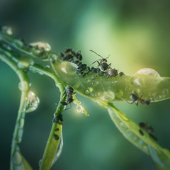 Fototapeta na wymiar macro photography cute leaf ants