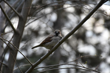 The sparrow looks at the camera and stands on a branch
