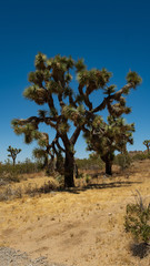 Aufnahme eines Baums der Gattung  Josua Palmlilie 