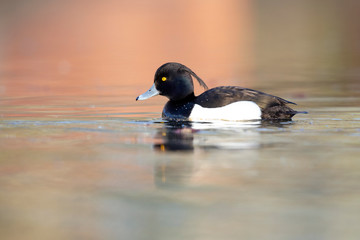 A adult male tufted duck (Aythya fuligula) swimming and foraging in a city pond in the capital city of Berlin Germany.	
