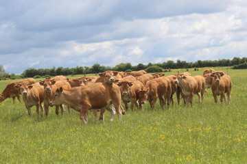 Naklejka na ściany i meble Troupeau de jeunes vaches de race Limousine dans un champ d'herbe verte, regardant vers la caméra