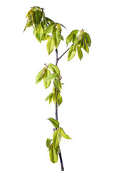 Shrub branches with young leaves in spring  isolated