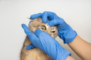 A good veterinarian with blue gloves examines the eyes of a gray cat on a white background: concept