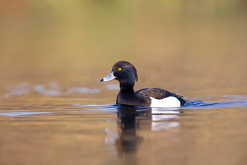 A adult male tufted duck (Aythya fuligula) swimming and foraging in a city pond in the capital city of Berlin Germany.	