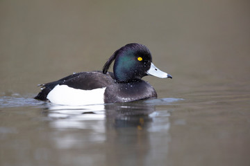 A adult male tufted duck (Aythya fuligula) swimming and foraging in a city pond in the capital city of Berlin Germany.	