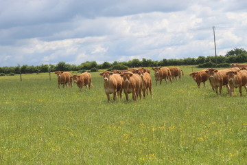 Troupeau de jeunes vaches de race Limousine dans un champ d'herbe verte, regardant vers la caméra