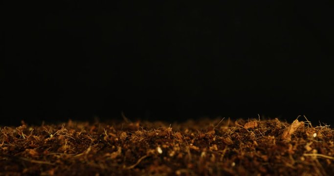 Rising Grass and destruction of nature, Time Laps, sprouting plants macro